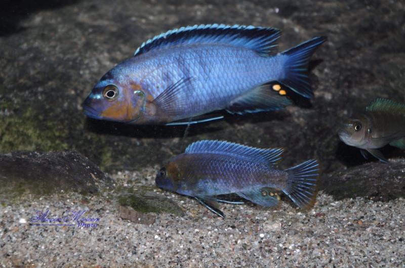 Maylandia flavifemina 'Maleri Island'